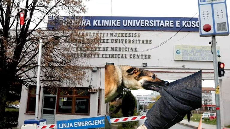 Horror para QKUK-së, kafshohet një vajzë nga qentë endacakë, pamjet janë të trishtueshme (+16)