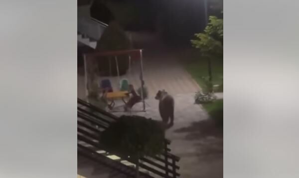 Ariu befason banorët në Mushtisht – Shfaqet në oborrin e një shtëpie gjatë natës