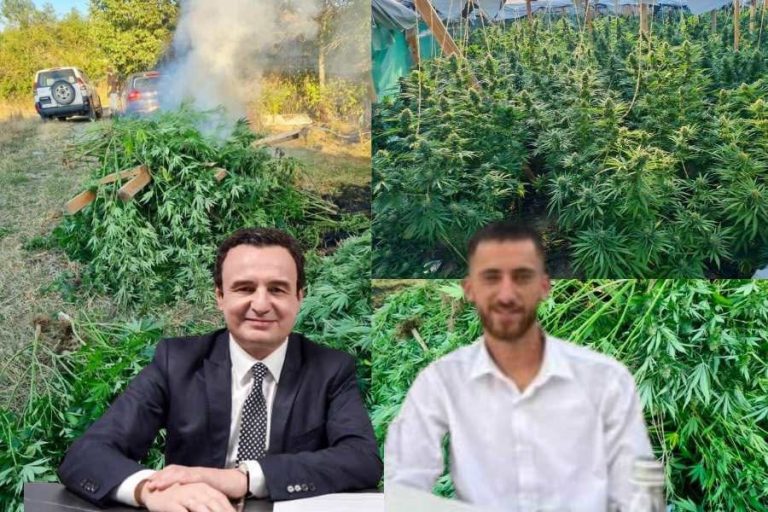 Kandidati i VV-së kapet me plantacion kanabisi në Gjilan