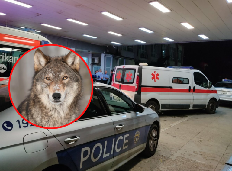 “E shpëtoi babai”, Zbulohen detaje tronditëse për fëmijën 5-vjeçar që u sulmua dhe dhe u tërheq zvarrë nga ujku
