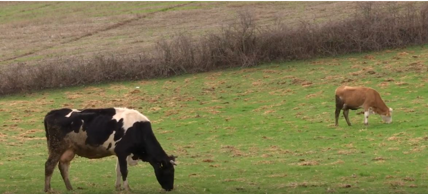 Qumështarët e Shtimes paralajmërojnë ngritjen e çmimit të qumështit