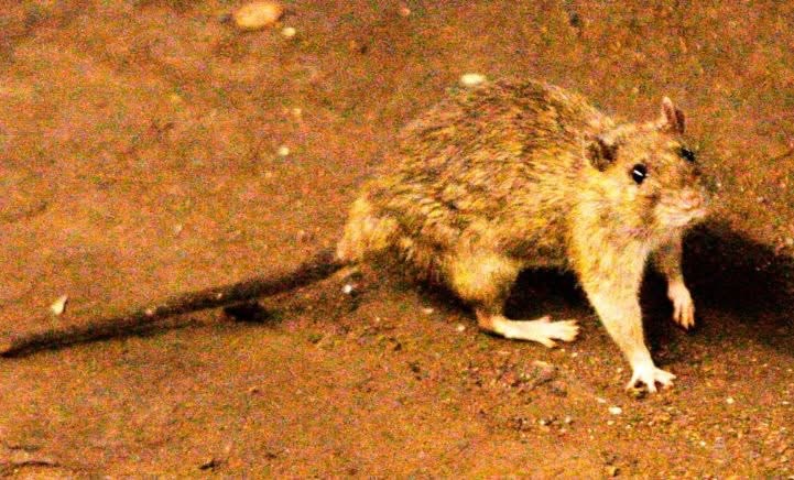 E rëndë në det: 3 persona humbin jetën nga virusi i rrezikshëm “Hantavirusi”