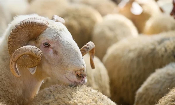 Sivjet Kurbani deri në 400 euro