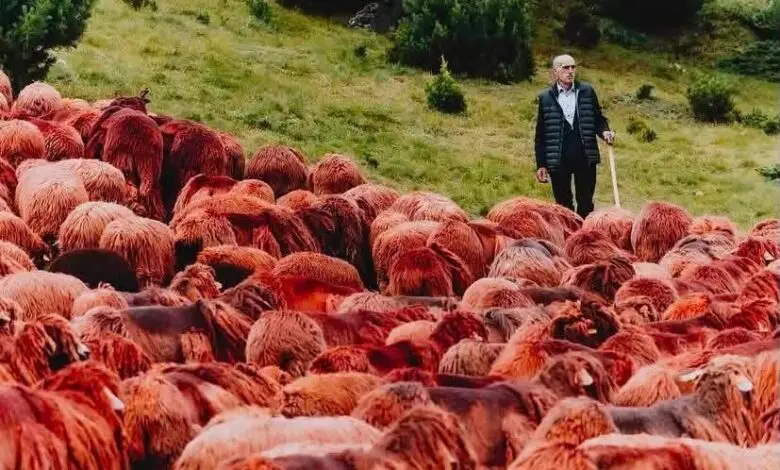 Vdes ikona e blegtorisë shqiptare, personazhi që u bë i njohur me delet e kuqe në alpet tona